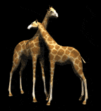 giraffe.gif